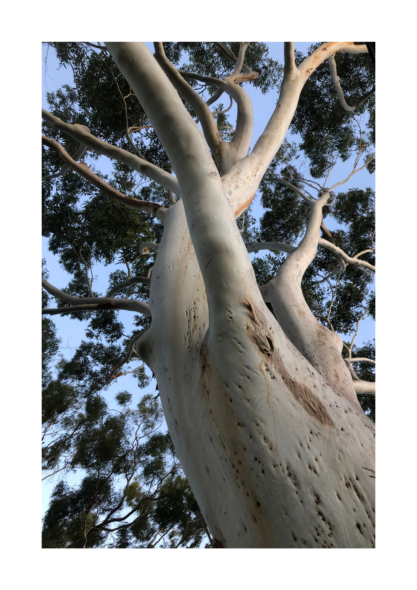 tree gum