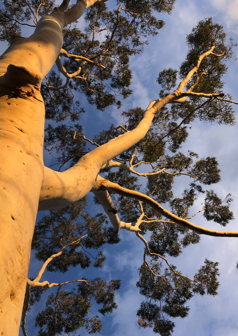Stylized tree illustration with green leaves