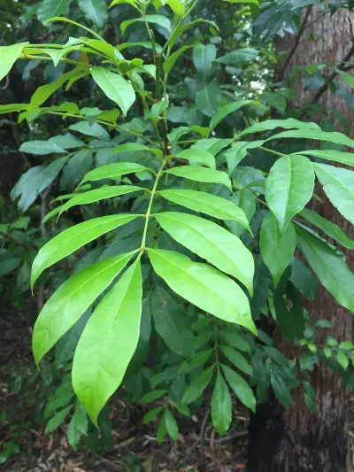 Compound-leaf plant with bright green paired leaflets in forest setting, ideal for botanical study